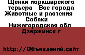 Щенки йоркширского терьера - Все города Животные и растения » Собаки   . Нижегородская обл.,Дзержинск г.